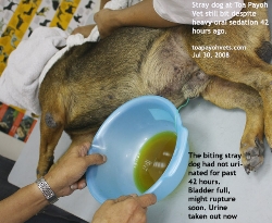 Stray Dog. Urinary retention. 42 hours. Catheterisation bladder. Toa Payoh Vets