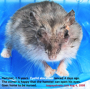 Hamster eyelid abscesses lanced 4 days ago. Goes home. Needs proper nursing, hygiene. Toa Payo Vets