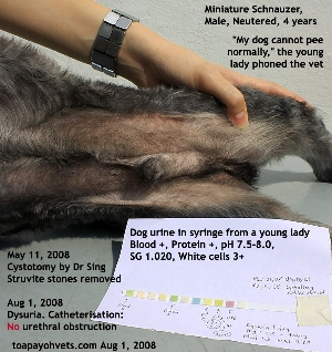Urinary tract infection. Small struvite stones in bladder. Miniature Schnauzer. Male, Neutered. Toa Payoh Vets.