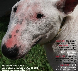 Miniature Bull Terrier.Male, 7 years. Epilepsy. Toa Payoh Vets