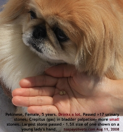 Pekinese, female, 5 years. Several small bladder stones passed out (crepitus in bladder). Toa Payoh Vets