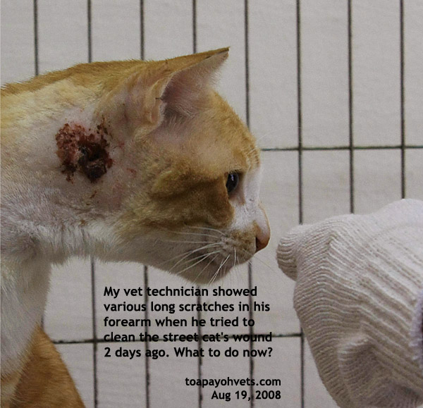 wound cat bite singapore scratch hamster street dog fight keep veterinarian inflammatory medication 1568 intern painful due anti did