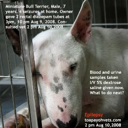 Miniature Bull Terrier.Male, 7 years. Epilepsy. Toa Payoh Vets