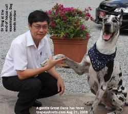 Tick fever. Great Dane 48 hours after treatment. Toa Payoh Vets