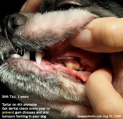 teeth scaling in 3 year old dog tartar. toapayohvets  singapore