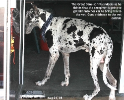 Great Dane suspects that the caregiver is going to take him to the vet. Runs indoors. Toa Payoh Vets 