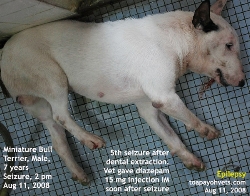 Epilepsy --- Clusters of seizures. Miniature Bull Terrier, Male, 7 years. Toa Payoh Vets