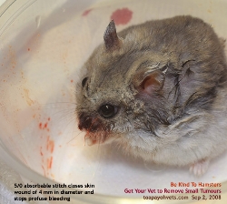 Singapore Dwarf Hamster - gigantic facial tumour removed. Toa Payoh Vets