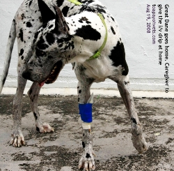Great Dane with i/v infusion set goes home. Drip to be given by caregiver at home.  Toa Payoh Vets