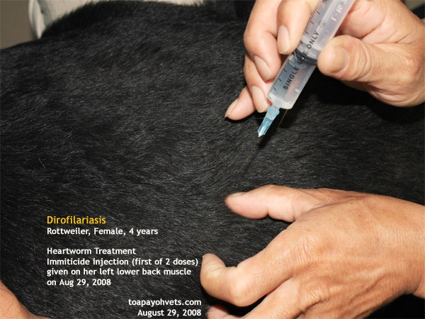heartworm shot treatment