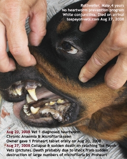Singapore Rottweiler sudden death heartworm disease. Toa Payoh Vets