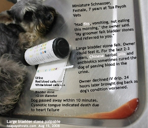 Miniature Schnauzer, 7 years, female. Large bladder stone palpable. Blood in urine 2-3 years. Toa Payoh Vets