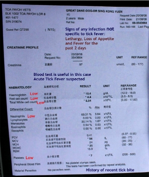 Haematology useful in aiding the diagnosis of Tick Fever in the Great Dane. Toa Payoh Vets