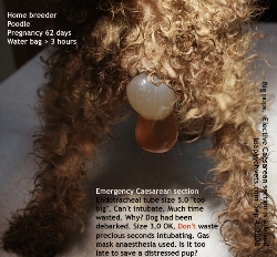 Poodle, dystocia, 62nd day. Water bag seen. Singapore. Toa Payoh Vets 