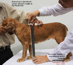 Height measurement of the Cocker Spaniel. Toa Payoh Vets. Singapore HDB apartments unapproved breed.