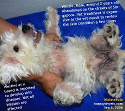 skin disease in westies can be hereditary. toa payoh vets, singapore