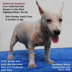 Epidermal Dysplasia a young Westie, Singapore. Toa Payoh Vets 