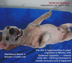 Epidermal Dysplasia a young Westie, Singapore. Toa Payoh Vets 