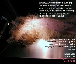 Dogs over 5 years old. High anaesthetic risk. Intubation for emergency oxygen. Toa Payoh Vets