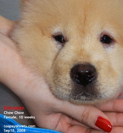 Entropion. 2 eyelids. 2 eyes. Chow Chow. Singapore. Toa Payoh Vets