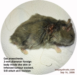 Singapore Dwarf hamster. Irritating skin wound for one month excised. Toa Payoh Vets.