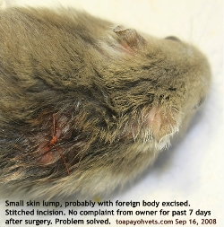 Singapore Dwarf hamster. Irritating skin wound for one month removed. Stitched 5/0 absorbable sutures. Toa Payoh Vets.