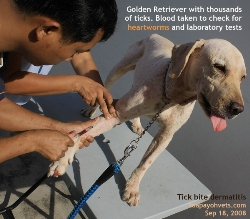 Golden Retriever. Fever. Heavy tick infestations. Heartworm tests & other tests from blood. Toa Payoh Vets