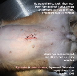Pyometra, fever, heart disease & old dog. Very High Anaesthestic Risk. Toa Payoh Vets.