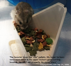 Hamster. Impacted cheek pouch. Ingrowing upper front teeth. Singapore. Toa Payoh Vets