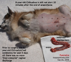 Pyometra, fever, heart disease & old dog. Spayed but slow recovery. Toa Payoh Vets.