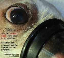 Shih Tzus are more prone to suffering from corneal ulceration. Toa Payoh Vets