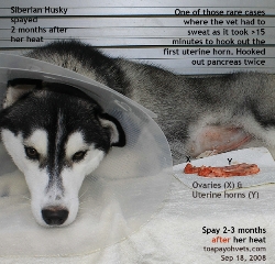 Best time to spay is 2-3 months after heat. Siberian Husky Spayed. Toa Payoh Vets