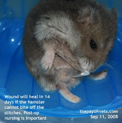 Older Dwarf Hamster. 1.5years. Check belly daily for small tumours. Toa Payoh Vets