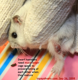 Give a much larger cage space for dwarf hamsters to prevent biting. Toa Payoh Vets