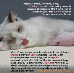 Ragdoll, 5 months. Normal but has high rectal temperature. For spay. Toa Payoh Vets