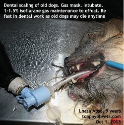 Had anaesthetic emergency during spay. Now dental scaling. Be careful. Toa Payoh Vets