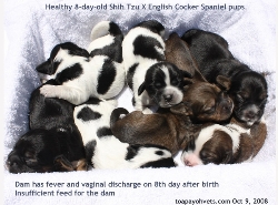 Shih Tzu X Cocker Spaniel. Dam is thin. Powdered milk supplements dam's milk. Toa Payoh Vets