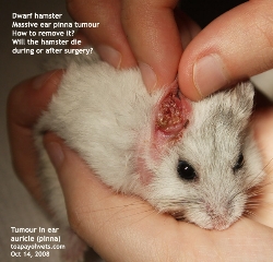 Head tilt in older hamsters may be due to tumours. Examine closely. Toa Payoh Vets.