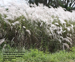 Myanmar. White plants are farmed to produce brooms for sweeping the floor. Toa Payoh Vets