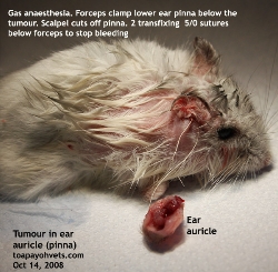 Head tilt in older hamsters may be due to tumours. Pinna cut off. Toa Payoh Vets.