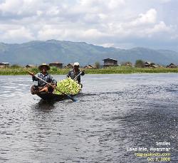 Floating vegetable farms on Lake Inle. Harvested crop going to the floating market.  Asiahomes.com Travels and Tours