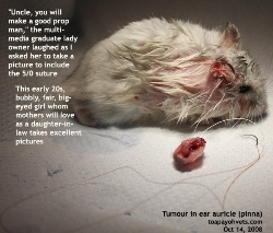 Head tilt in older hamsters may be due to tumours. Amputate ear pinna. Toa Payoh Vets.