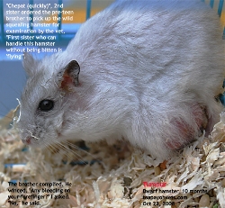 Dwarf hamster,10 months, massive tumour subcutaneous. Toa Payoh Vets