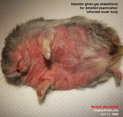 Hamster.Itchiness and pain. Ventral dermatitis, Gas anaesthesia. Singapore. Toa Payoh Vets