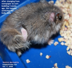 Hamster.Itchiness and pain. Ventral dermatitis, 4 weeks. Singapore. Toa Payoh Vets
