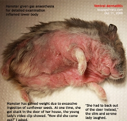 Hamster.Itchiness and pain. Ventral dermatitis, Gas anaesthesia for detailed examination. Singapore. Toa Payoh Vets