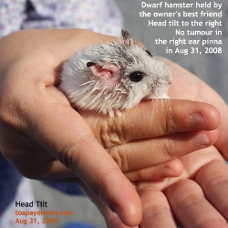 Dwarf hamster. Head tilt. Aug 31, 2008. No obvious ear pinna tumour. Toa Payoh Vets