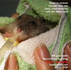 Hamster.Itchiness and pain. Ventral dermatitis, giving medicine. Singapore. Toa Payoh Vets