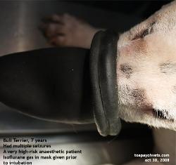 Bull Terrier, 7 years, Singapore. Gas mask isoflurane anaesthetic gas before intubation. Toa Payoh Vets