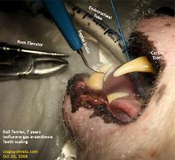 Bull Terrier 7 years, Singapore. Dental scaling. Toa Payoh Vets
